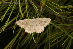 Dicrognophos sartata