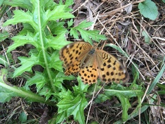 Argynnis laodice