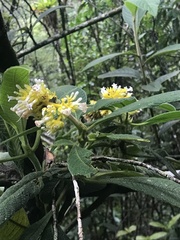 Palicourea aschersoniana