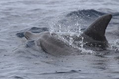 Steno bredanensis