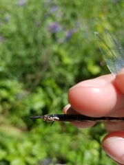 Somatochlora williamsoni