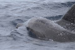 Steno bredanensis