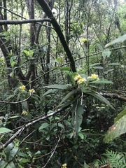 Palicourea aschersoniana