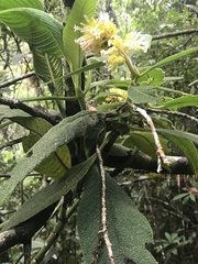 Palicourea aschersoniana