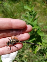 Somatochlora williamsoni