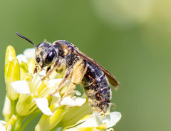 Andrena alleghaniensis