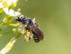 Andrena alleghaniensis