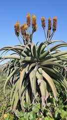 Aloe thraskii
