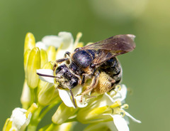 Andrena alleghaniensis