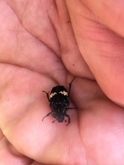 Glycyphana fulvistemma