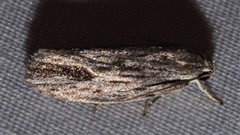 Agriophara confertella