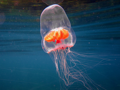 Catablema multicirratum