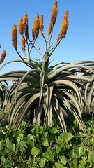 Aloe thraskii