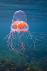 Catablema multicirratum