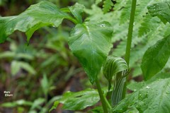 Arisaema stewardsonii