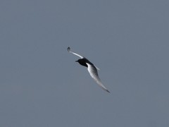 Chlidonias leucopterus