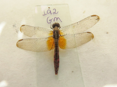 Erythrodiplax famula