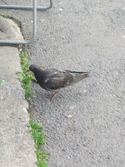 Columba livia domestica