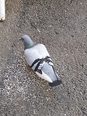 Columba livia domestica