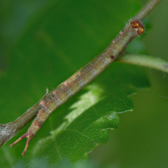 Dicranura ulmi
