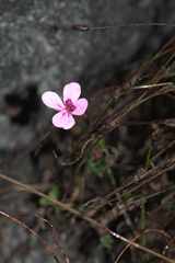 Pelargonium capillare