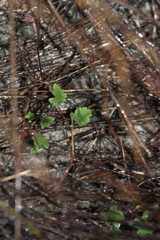 Pelargonium capillare