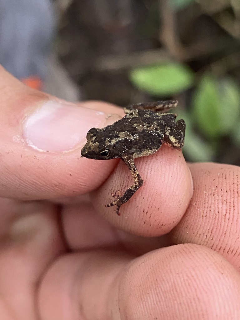 Amazonian Tiny Tree Toad