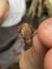 Amazophrynella javierbustamantei