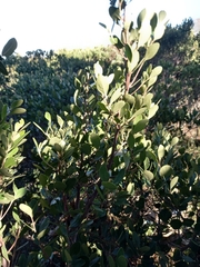 Maytenus procumbens