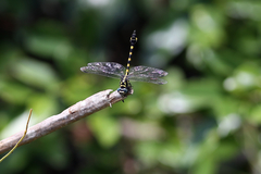 Paragomphus capricornis