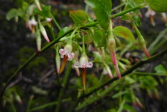 Vaccinium japonicum lasiostemon