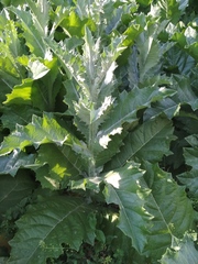 Onopordum acanthium