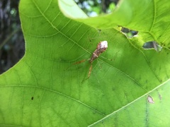 Gorpis brevilineatus