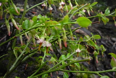 Vaccinium japonicum lasiostemon