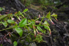 Vaccinium japonicum lasiostemon
