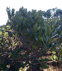 Maytenus procumbens