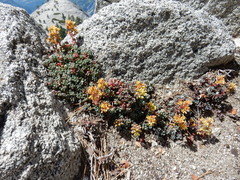 Sedum obtusatum