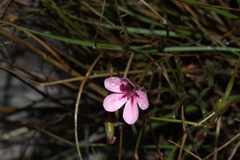 Pelargonium capillare