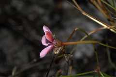 Pelargonium capillare