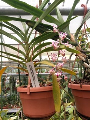 Aerides
