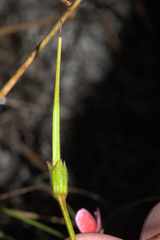 Pelargonium capillare