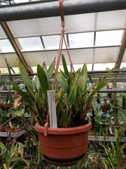 Dendrobium compressum