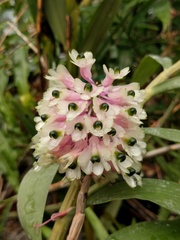 Dendrobium smillieae