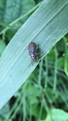 Galerucella nipponensis