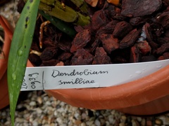 Dendrobium smillieae