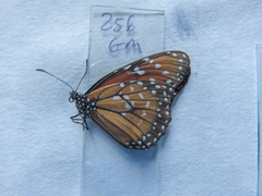 Danaus eresimus plexaure