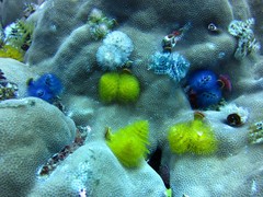 Spirobranchus corniculatus