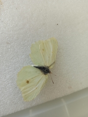 Gonepteryx rhamni