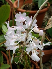 Dendrobium mutabile