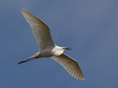 Ardea alba